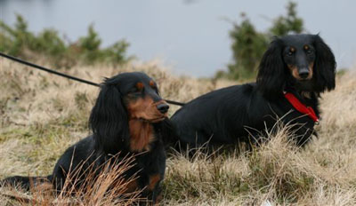 Jazzie och Gåva