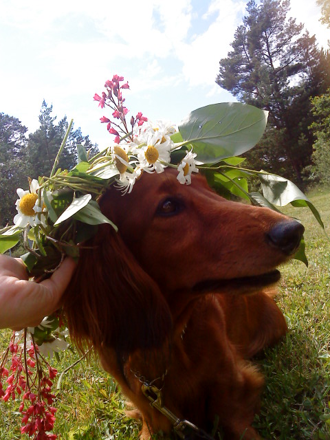 Midsommar